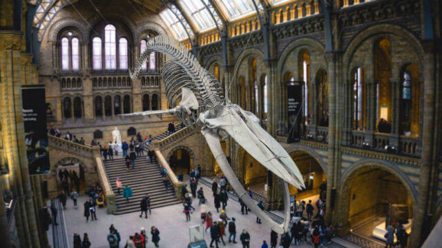 Natural History Museum Londres