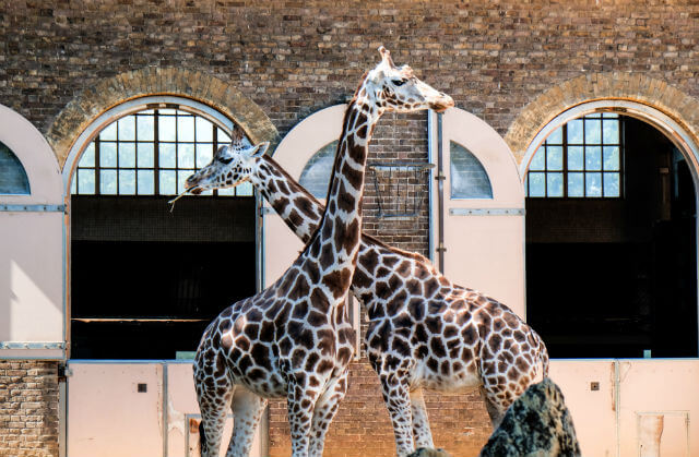 Zoo Londres Girafe