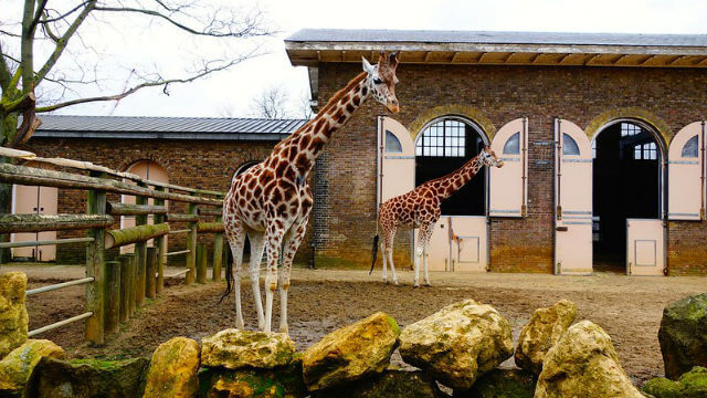 Zoo de Londres (ZSL)