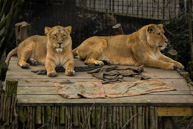 Zoo de Londres lion