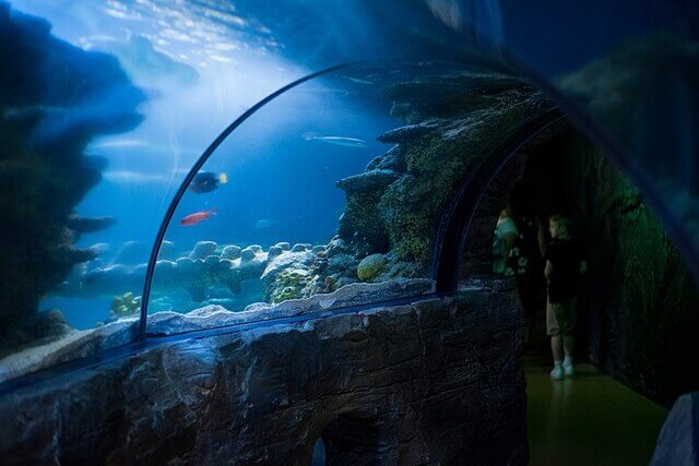 Ocean Tunnel Sea Life Aquarium Londres