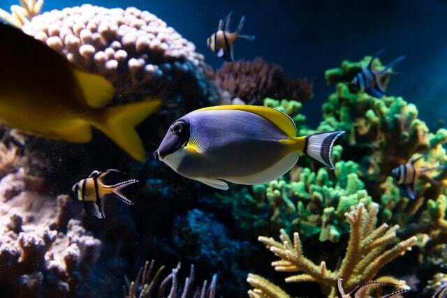 poissons tropicaux sea life aquarium londres