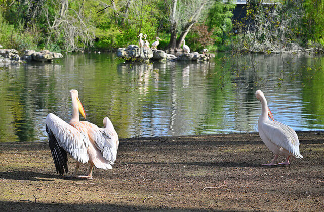Pelican St Jame's Park