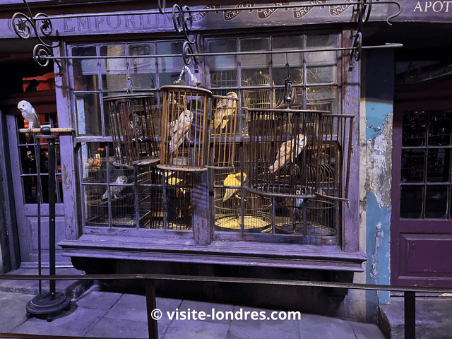 Magasin vente de hiboux Chemin de Traverse Studio Harry Potter Londres